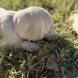 Girl 1 - Light golden female Golden Retriever puppy in Buckeye, Arizona from Ryder's Roundup