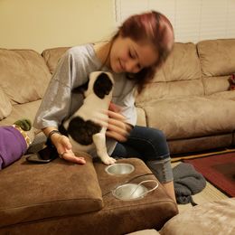 French Bulldog Puppies from Friendly Acres French Bulldogs