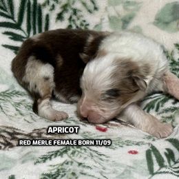 Apricot - Red merle female Australian Shepherd puppy in Bethany, Connecticut from Wynter Thyme Manor Australian shepherds