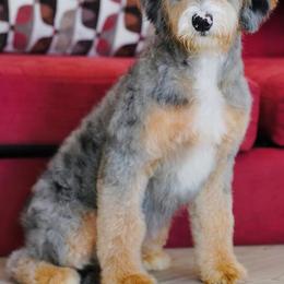 Max (trained puppy) - Merle male Bernedoodle puppy in Dundee, Ohio from Down Home Doodle