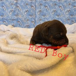 Red - Red and rust male Doberman Pinscher puppy in Knox, Indiana from Double River Dobermans