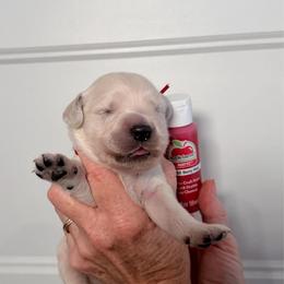 Girl 3 Red - Light golden female Golden Retriever puppy in Mc Minnville, Tennessee from Wishaw Whisky Golden Retrievers