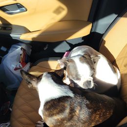 Boston Terrier and Boxer Puppies from CC'S Boston Babies