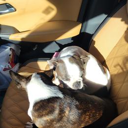 Boston Terrier and Boxer Puppies from CC'S Boston Babies