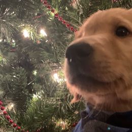 Sully (Teal) - Golden Golden Retriever puppy in Lewiston, Idaho from Tiloula's Puppies