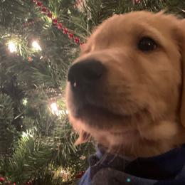 Sully (Teal) - Golden Golden Retriever puppy in Lewiston, Idaho from Tiloula's Puppies