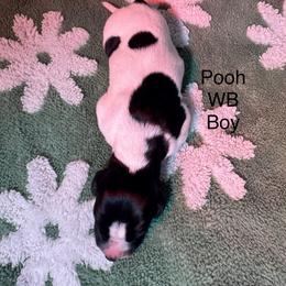 Pooh - Black and white male German Shorthaired Pointer puppy in Aitkin, Minnesota from Whispering’s GunDogs