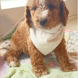 Goldendoodle Puppies from Honeybear Doodles