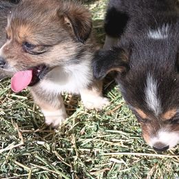 American Corgi and Pembroke Welsh Corgi Puppies from Angelique Brooks