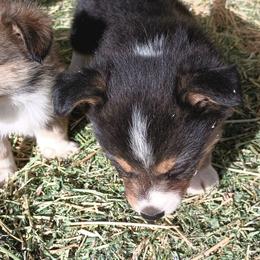 American Corgi and Pembroke Welsh Corgi Puppies from Angelique Brooks