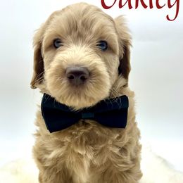 Oakley - Apricot male Goldendoodle puppy in Travelers Rest, South Carolina from Bailey Mountain Doodles