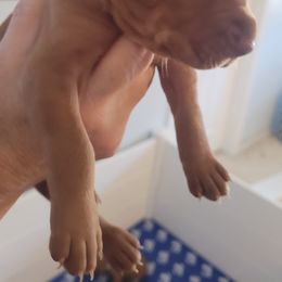 Purple Girl #5 "Kona" - Golden rust Vizsla puppy in Destin, Florida from Vizslas of Northwest Florida