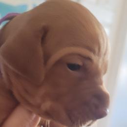 Purple Girl #5 "Kona" - Golden rust Vizsla puppy in Destin, Florida from Vizslas of Northwest Florida