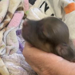 3 male - Cream male Dachshund puppy in Bethany, Connecticut from Mardox Dachshunds