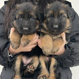 Purple girl - Black and red female German Shepherd puppy in Humboldt, Iowa from Valiant Shepherds