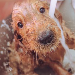 Goldendoodle Puppies from Abner Creek Doodles