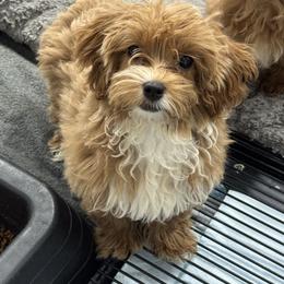Autumn - Apricot female Maltipoo puppy in Lancaster, Kentucky from Dream Paws Puppies, LLC