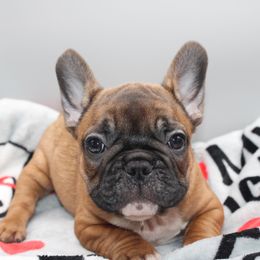 French Bulldog Puppies from Infinity Frenchies