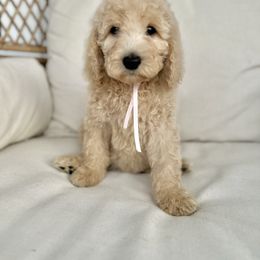 Rosie - Caramel female Australian Labradoodle puppy in Leonard, Texas from Laird Farms