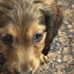 Diego - Chocolate and tan male Dachshund puppy in San Antonio, Texas from Sunshine Sandra & Sweet Sausages