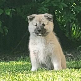 Thor - Fawn and white male Icelandic Sheepdog puppy in Itasca, Illinois from Valheim Icelandics