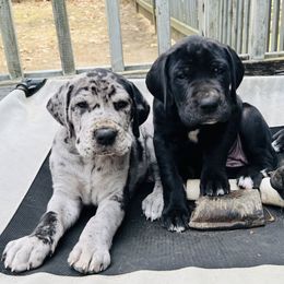 Great Dane Puppies from Old Orchard Danes