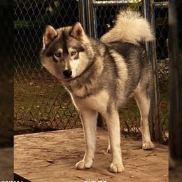 Dakota - Siberian Husky