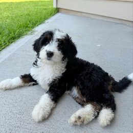 Florence - Tri-color female Bernedoodle puppy in Katy, Texas from Tails of Cypress