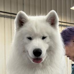 Rogue - Samoyed