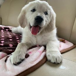 Golden Retriever Puppies from Dry Canyon Goldens