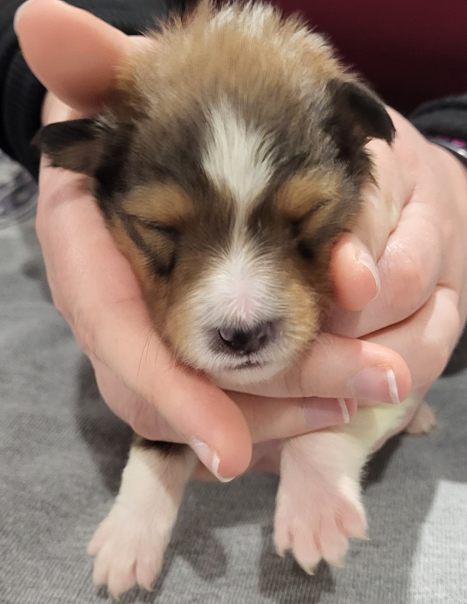 Shetland Sheepdog Puppies from Terri  Riley