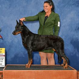 Saint - Beauceron