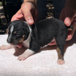 Buzz - Black white and tan male Rat Terrier puppy in Gonzales, Texas from Sunshine Deckers