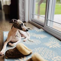 Whippet Puppies from Smithfield Park