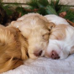 Australian Cobberdog Puppies from Heartland Hills Australian Cobberdogs