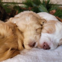Australian Cobberdog Puppies from Heartland Hills Australian Cobberdogs