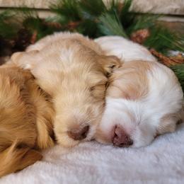 Australian Cobberdog Puppies from Heartland Hills Australian Cobberdogs