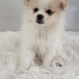 Lilly - Cream parti female Pomeranian puppy in Cleveland, Tennessee from Deborah's Darlings