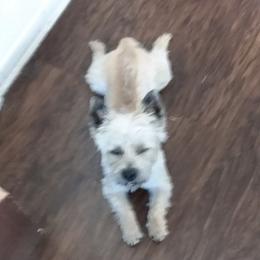 Cairn Terrier Puppies from KNKR FURBABIES Cairn Terriers