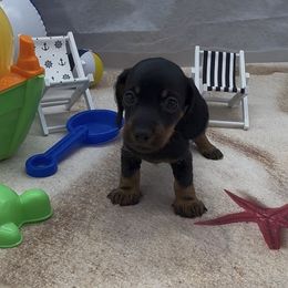Black and Tan Wirehair Male - Black and tan male Dachshund puppy in Killeen, Texas from Southern Dachshunds