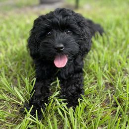 None - Cockapoo