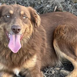 Australian Shepherds and Great Pyrenees from Faith Family Freedom Farm