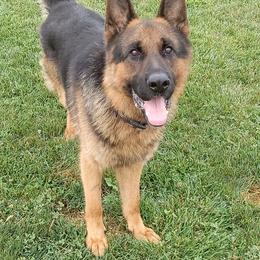 German Shepherd puppies from Olde Heritage K-9