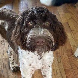 Regan - Australian Labradoodle