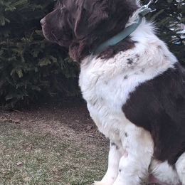 Caroline - Newfoundland