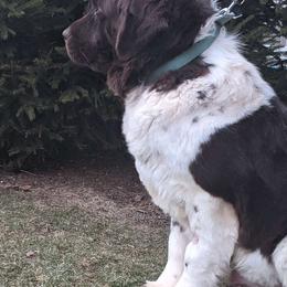 Caroline - Newfoundland
