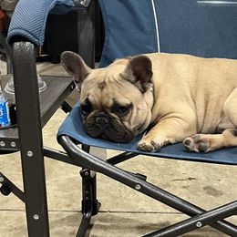 Boxers, French Bulldogs, and Goldendoodles from Rock Run Farm