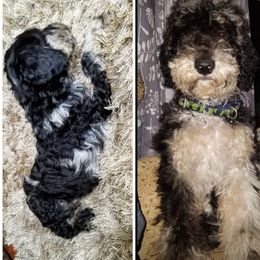 Goldendoodle All Grown Up from Sassy Doodles of Tennessee