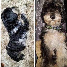 Goldendoodle All Grown Up from Sassy Doodles of Tennessee
