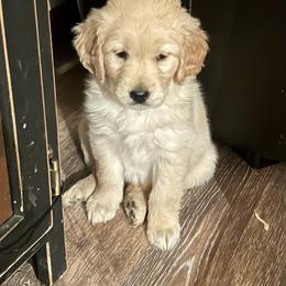Dancer - Light golden female Golden Retriever puppy in Wiley Ford, West Virginia from Shady Hill Acres Golden Retrievers